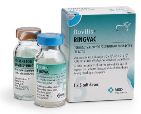 Bovilis Ringvac